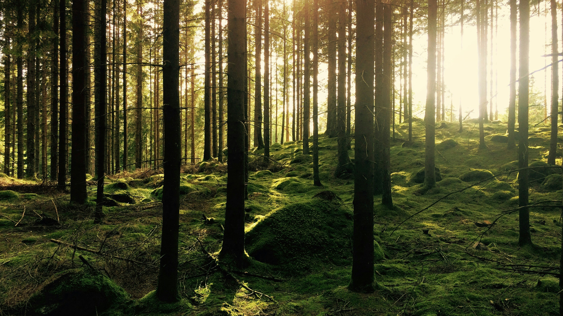 Wald