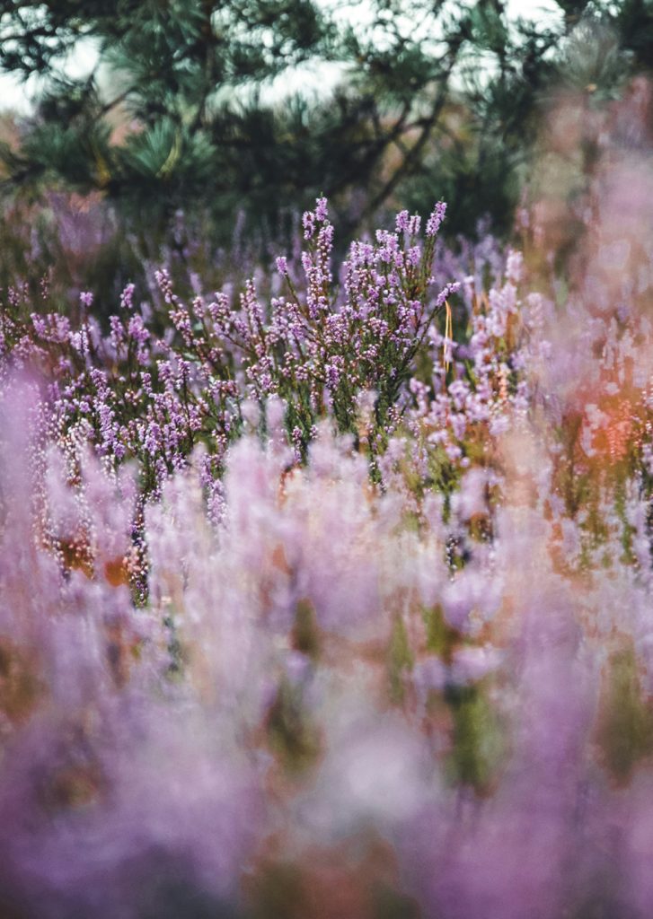 Lavendel