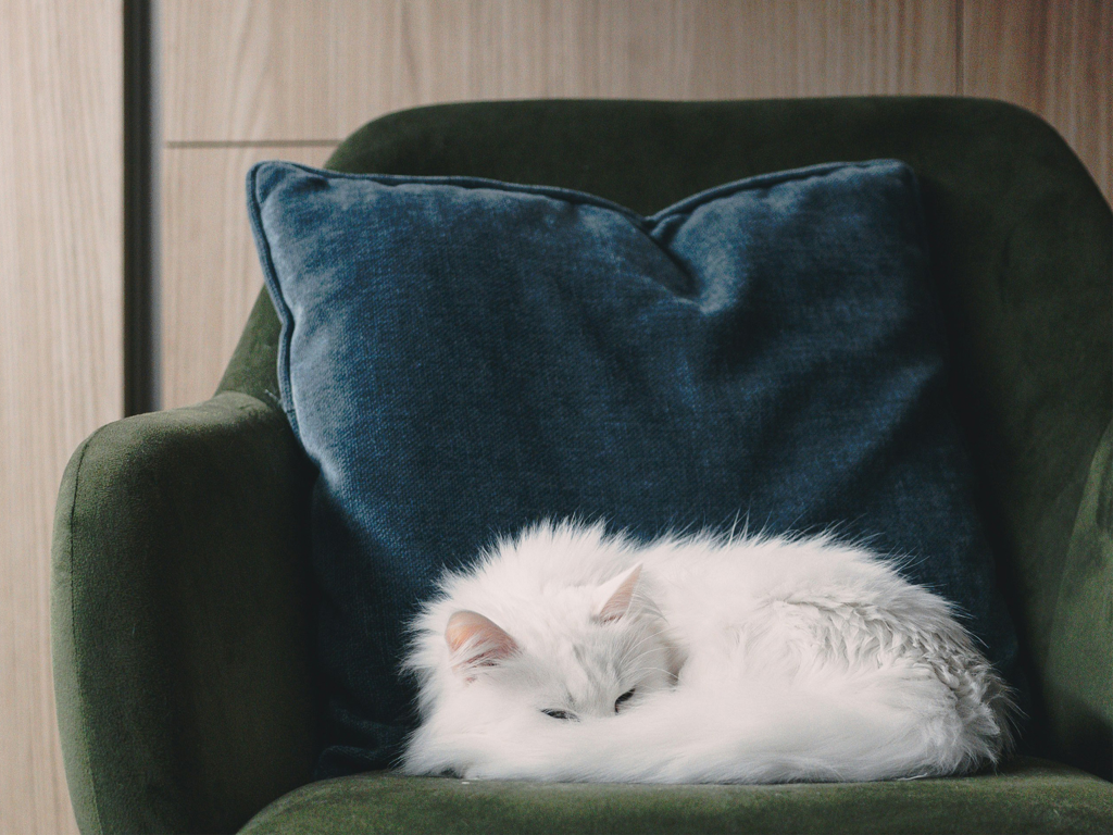 Katze