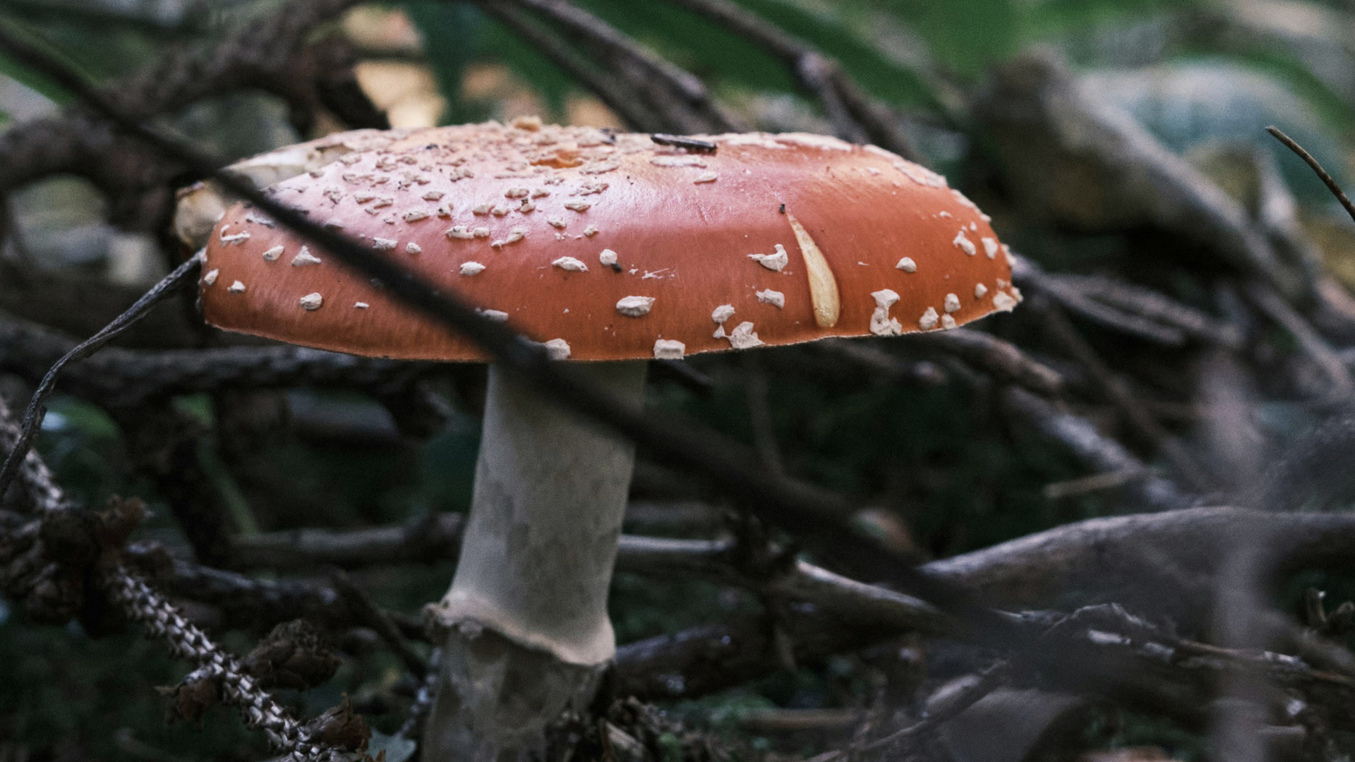 Fliegenpilz