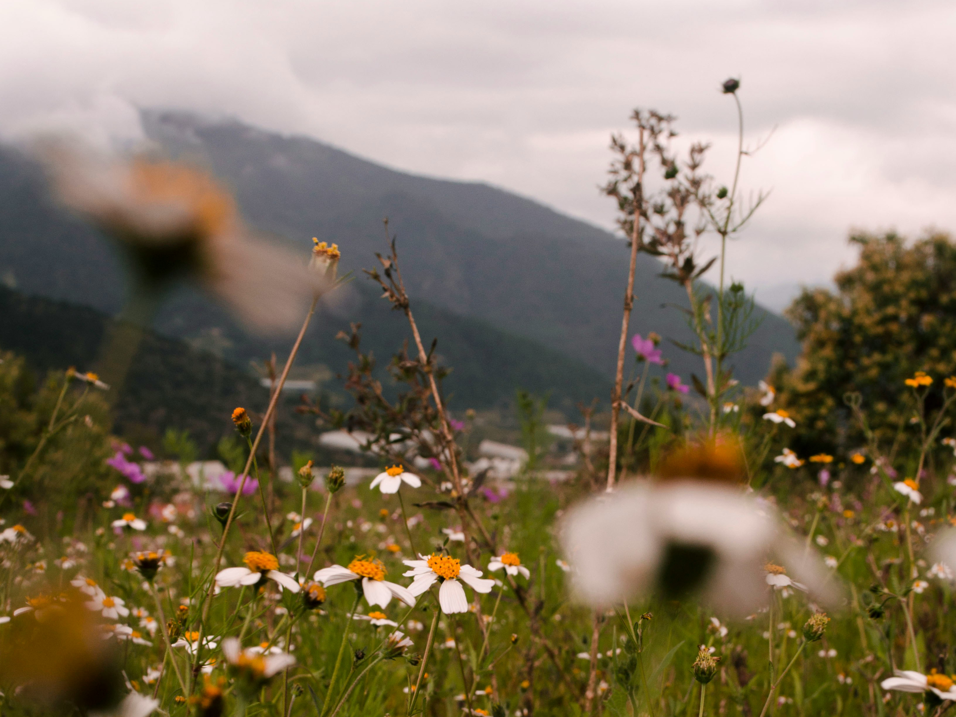 Natur