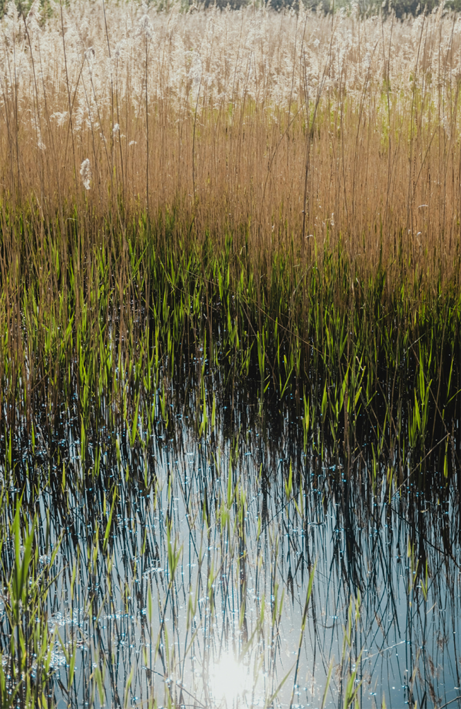 Wasser